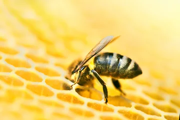 Photo sur Plexiglas Abeille Macro photo d& 39 une ruche d& 39 abeilles sur un nid d& 39 abeilles avec fond. Les abeilles produisent du miel frais et sain.