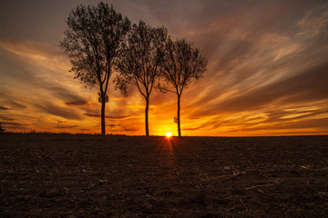 3 Bäume im Sonnenuntergang 