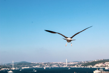 Fototapeta na wymiar Lots of Seagulls fly freely clear blue sky in Istanbul, Turkey