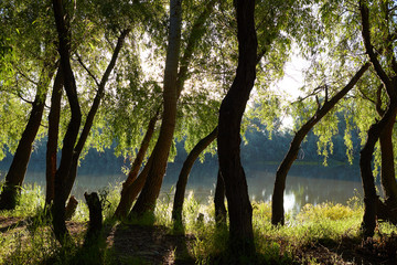 Spring trees at the sunny morning on meadow near Danube river. Scenic rural landscape. Spring sunny background.