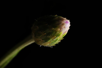Cornflower plant close up beautiful blue flower macro photo