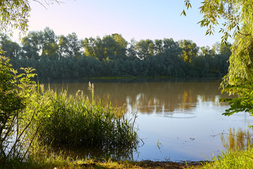 Morning Danube river with fresh green grass and trees at spring
