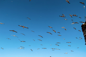 Lots of Seagulls fly freely clear blue sky in Istanbul, Turkey