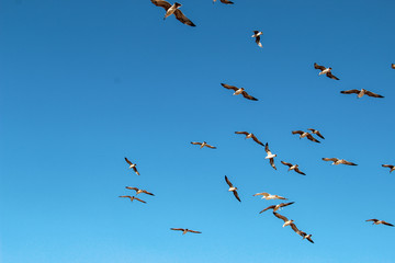 Fototapeta premium Lots of Seagulls fly freely clear blue sky in Istanbul, Turkey