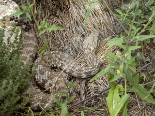 Obraz premium Cyclades blunt-nosed, Macrovipera schweizeri, is Europe's largest poisonous snake