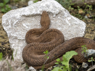 Fototapeta na wymiar Cyclades blunt-nosed, Macrovipera schweizeri, is Europe's largest poisonous snake