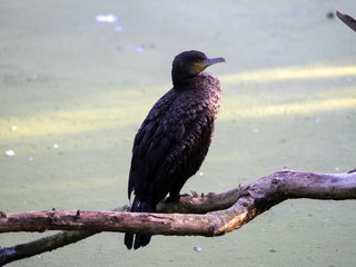 The Great Cormorant, Phalacrocorax carbo, is the largest cormorant