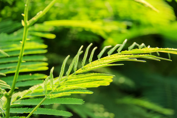 Cha-om vegetables in the evening light