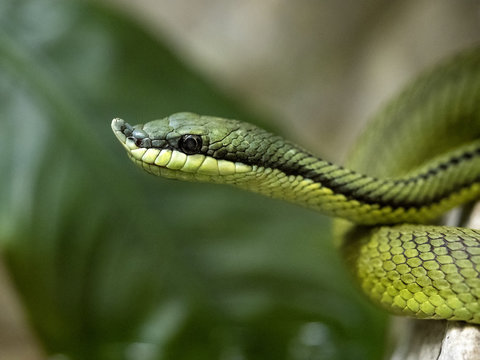 The Barons´ green Racer, Philodryas baroni, has a distinctive growth on the muzzle