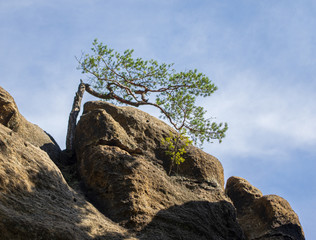 single old pine between sandstone rocks