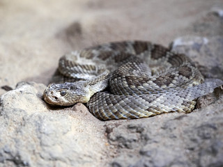 Mojave rattlesnake, Crotalus scutulatus, lies curled on the ground