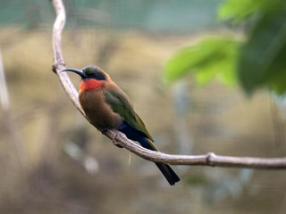 The red-throated bee-eater, Merops bulocki, is a very agile insect hunter