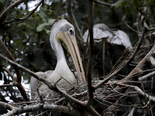 A spot-billed Pelican, Pelecanus philippensis, sits high on a nest