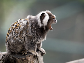 A white-tufted-ear, Callithrix jacchus, sits on a trunk watching the surroundings