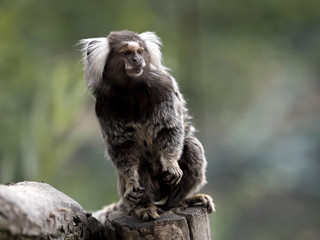 A white-tufted-ear, Callithrix jacchus, sits on a trunk watching the surroundings
