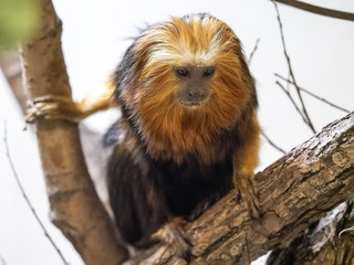 Golden-headed Lion, Leontopithecus chrysomelas, sits on a trunk watching the surroundings