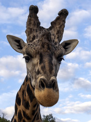 Portrait of a curious Baringo Giraffe, Giraffa camelopardalis Rothschildi