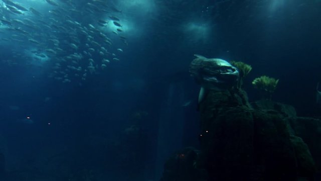 mola mola sun fish hd footage 