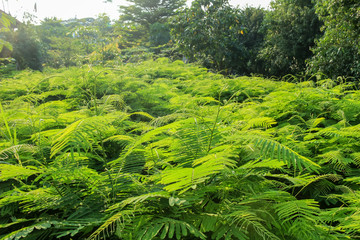 Fototapeta premium Cha-om vegetables in the evening light