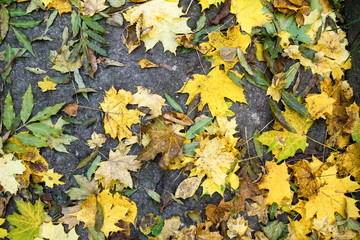 yellow autumn leaves on stone ground