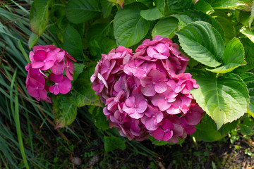 Pink large beautiful hydrangea flowers on a background of green leaves in the garden on a summer day. Pink, purple hydrangea close-up.