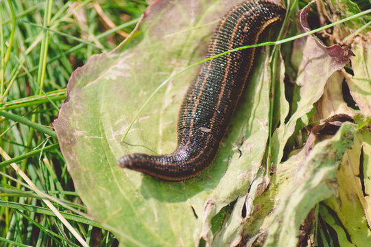 Beautiful black with yellow oblong stripes on green leaves, grass leech.Photo.Landscape, image.