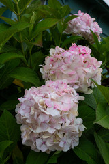 Light pink large beautiful hydrangea flowers on a background of green leaves in the garden on a summer day. Pink, white hydrangea close-up.