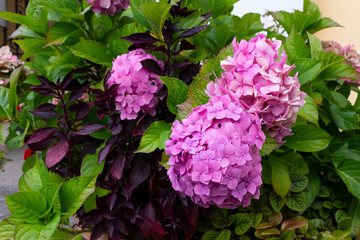 Fototapeta premium Pink large beautiful hydrangea flowers on a background of green leaves and burgundy leaves in the garden on a summer day. Pink, purple hydrangea close-up.