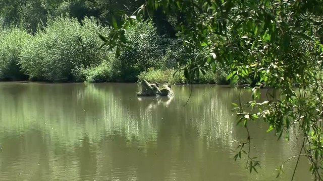 Langsam flie&szlig;endes Gew&auml;sser (Raab, Steiermark, &Ouml;sterreich)