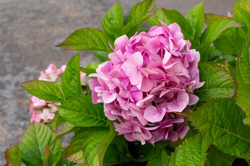 Hydrangea branch with beautiful pink flowers in the garden on a summer day. Pink hydrangea close-up.