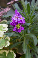 Violet flower and levkoy plant in plantings in the garden on a summer day.