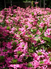 夏のピンクの花