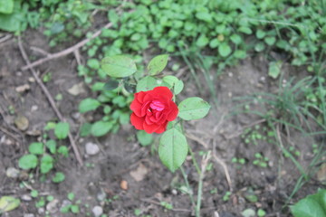 red flowers in the garden