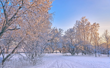 Snow covered trees in a park in winter in the sunset light              