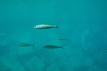 quiet calm undersea world with fish living in the Atlantic Ocean - obrazy, fototapety, plakaty