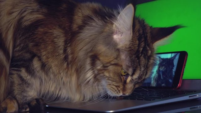 Funny cat Maine Coon. She is eating cat food on a laptop keyboard. Near the phone with her photo. On the monitor is a green screen.