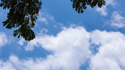 Obraz premium tree branches and green leaves on blue sky background.