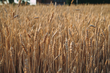 golden field of wheat, ears of rye
