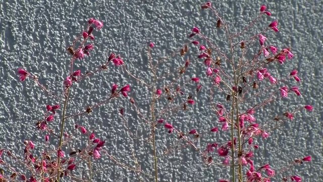 Zarte rosa Purpurgl&ouml;ckchen zittern vor der grauen Mauer im Wind