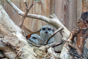 Erdmännchen schaut in die Kamera