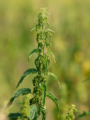 Seeds on the nettle in nature