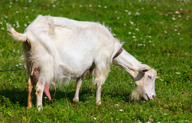 Obraz premium Portrait of a goat in the grass