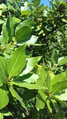 bay leaves, tree