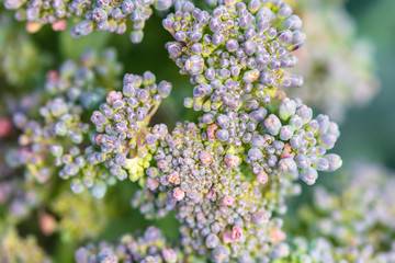 Broccoli cabbage in the garden