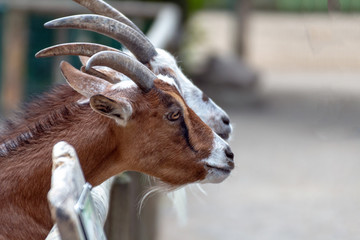 2 Ziegen schauen übern Zaun
