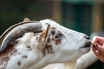 Ziege bekommt ein leckerli