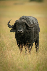 Cape buffalo stands watching camera in grass