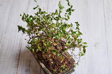 Dying drying bonsai tree on a light background.