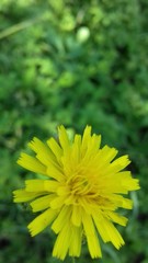 dandelion in grass