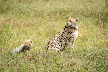 Cheetah and cub sit in tall grass